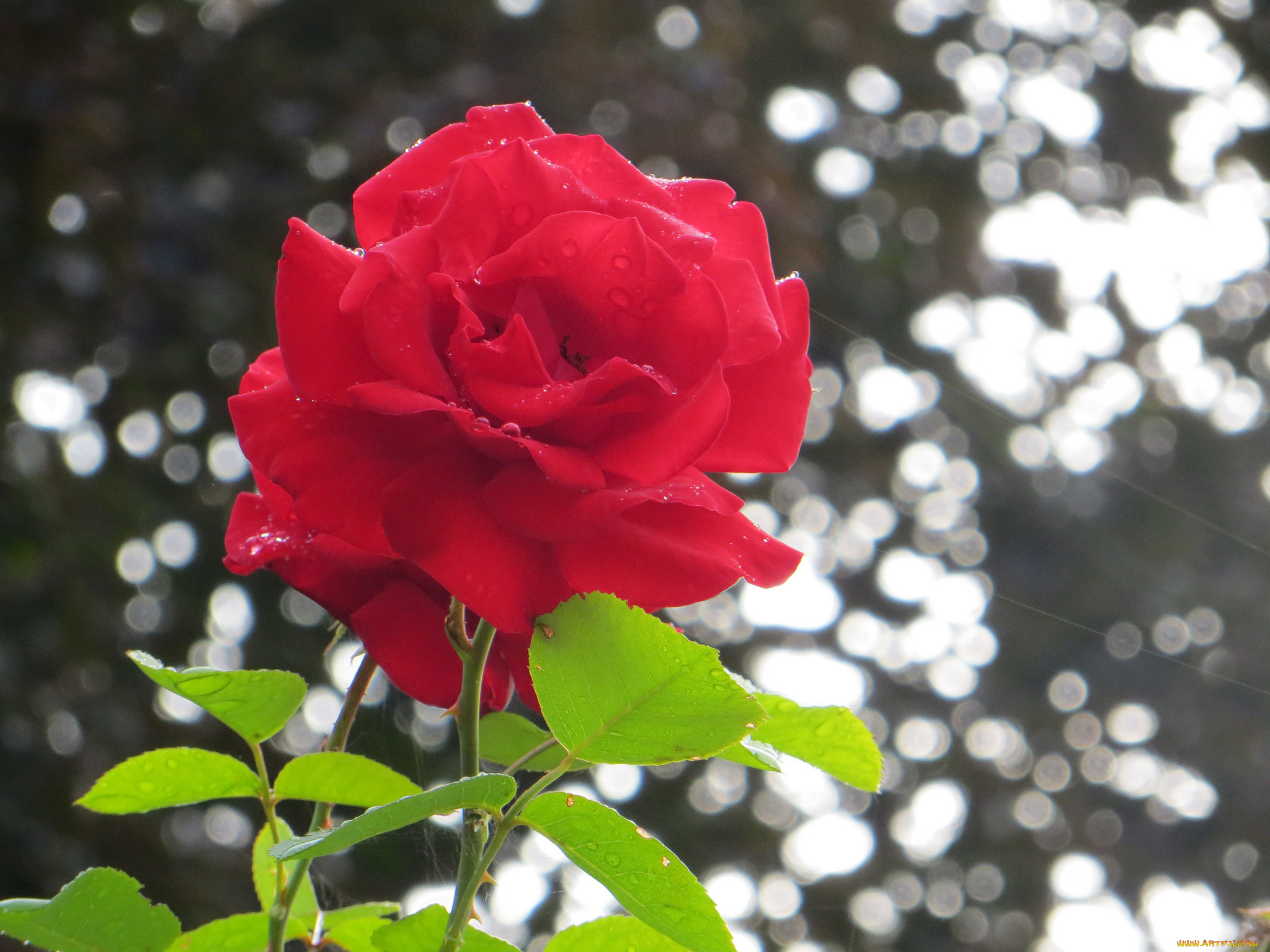 Красная утра 5 букв. Цветы фото розы на черном фоне.